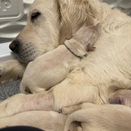 Golden Retriever Puppies from Huckaby’s English Golden Retrievers