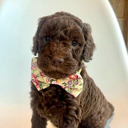 Butter - Chocolate male Goldendoodle puppy in Pulaski, Tennessee from Doodle My Heart