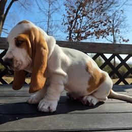 Theo 2700.00 - Red and white male Basset Hound puppy in Denison, Texas from Emma Lou's Baby Bassets