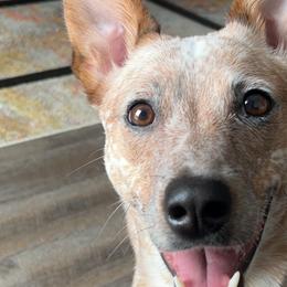 Australian Cattle Dogs, Pembroke Welsh Corgis, and Working Dog Crosses from Stonewall Cowboy Corgis