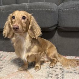 Cooper - Chocolate and cream male Dachshund puppy in Denison, Texas from Digging Dachshunds