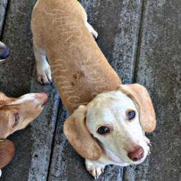 5 - Summer Day - Red female Dachshund puppy in Central Point, Oregon from MRS Long Dog Ranch
