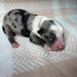 Apollo - Blue merle male Miniature Australian Shepherd puppy in Alabama from SBA Aussies