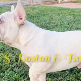 Boston Terriers, Boxers, and French Bulldogs from CC's Boston, Boxer & Frenchie Babies
