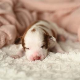 Moo - Brown and white female Aussiedoodle puppy in Lincoln, California from Frenchie LOVE and Doodles