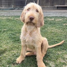 Wirehaired Vizsla Puppies from AcornnAcres Wirehaired Vizslas