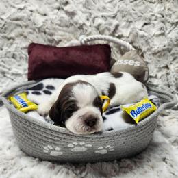 Butterfinger - Liver white and tan male English Springer Spaniel puppy in Westover, Maryland from Sterling's springer Haven