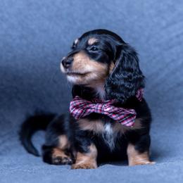 Brownie - Black and tan male Dachshund puppy in Copperas Cove, Texas from Creme de la Creme Dachshunds