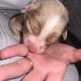 Australian Shepherd Puppies from Quiet Cove Kennels