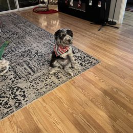 Bernedoodle and Goldendoodle Puppies from A.N.A. Doodles