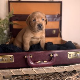 Flynn, 7th pick male - Yellow Labrador Retriever puppy in Rocky Top, Tennessee from Rocky Top Retrievers and Ranch
