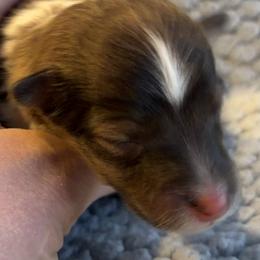 HULK - Sable & white male Toy Shetland Sheepdog puppy in Livonia, Michigan from M7’s Shelties, Toonies & AussieDoodles