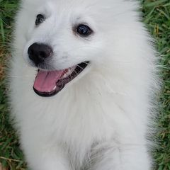 American Eskimo Dogs from Flying Cloud American Eskimos