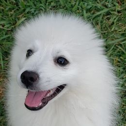American Eskimo Dogs from Flying Cloud American Eskimos