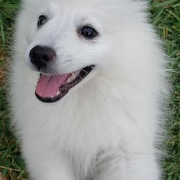 American Eskimo Dogs from Flying Cloud American Eskimos