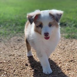 Miniature Australian Shepherds from Rockin' A Miniatures
