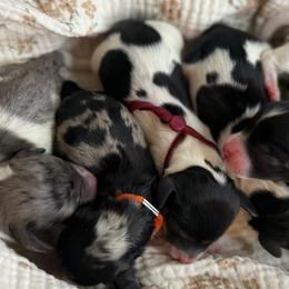 Dachshund puppies from B+B Co Miniature Dachshunds