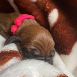 Redbone Coonhound Puppies from Helper Hounds