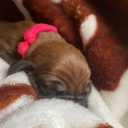 Redbone Coonhound Puppies from Helper Hounds