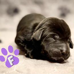 Purple Collar - Black female Labrador Retriever puppy in Franklin, Virginia from Oak Hollow Retrievers