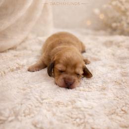 Egbert - Cream male Dachshund puppy in Statesville, North Carolina from Lakeside Dachshunds