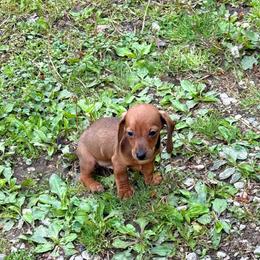 Shane - Red male Dachshund puppy in Maidsville, West Virginia from L&B Lowriders