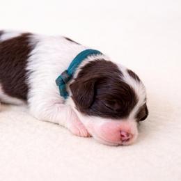 Dill - Chocolate male Cavapoo puppy in Beech Island, South Carolina from New Moon Farm Canines