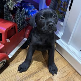 Prancer - Black male Cane Corso puppy in Lititz, Pennsylvania from Lititz Cane Corsos