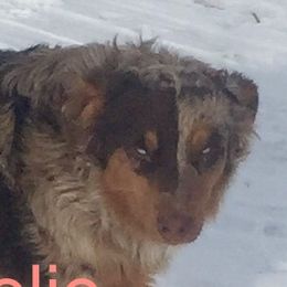 Melie  - Australian Shepherd