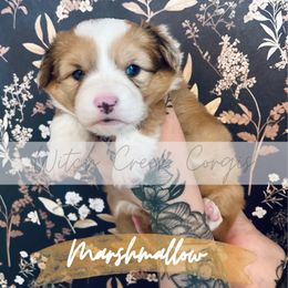Marshmallow - Sable merle and white female American Corgi puppy in Greenwood, Indiana from Witch Creek Corgis