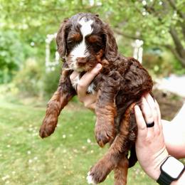 Colt - Tri-color male Bernedoodle puppy in Ammon, Idaho from Little Stone Bernedoodles