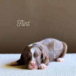 Flint - Brown and white male Bernedoodle puppy in Tulsa, Oklahoma from The Poodle Co. Raising Doodles & Poodles
