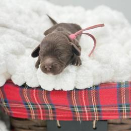 Bluey - Chocolate female Australian Labradoodle puppy in Taylor, Michigan from Mi Best Doodle Ever, LLC