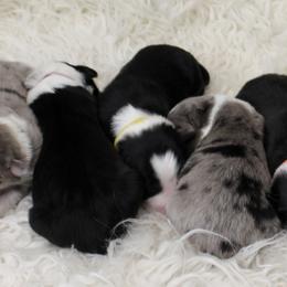 Border Collie Puppies from Team Reeves Ranch