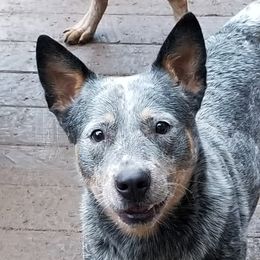 Brahma - Australian Cattle Dog