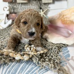 Hendrix - Apricot male Goldendoodle puppy in Huntington, Utah from Krispydoodle
