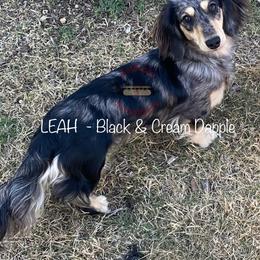 Leah - Black and cream dapple - Dapple female Dachshund puppy in Little Elm, Texas from HotDachs