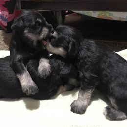 Miniature Schnauzer puppies from Lauren Ivascu