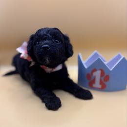 Lucas - Black male Poodle puppy in Sumter, South Carolina from Lixira Poodles