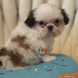 Prince - Sable and white male Shih Tzu puppy in Walkertown, North Carolina from Lil’ Bit’s Shih Tzu