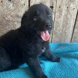 Oak - Black & white male Australian Shepherd puppy in Whitwell, Tennessee from Owl Hollow Farm