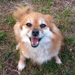 Pomeranians from Goin' Rogue Pomeranians
