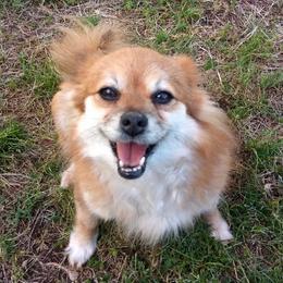 Pomeranians from Goin' Rogue Pomeranians