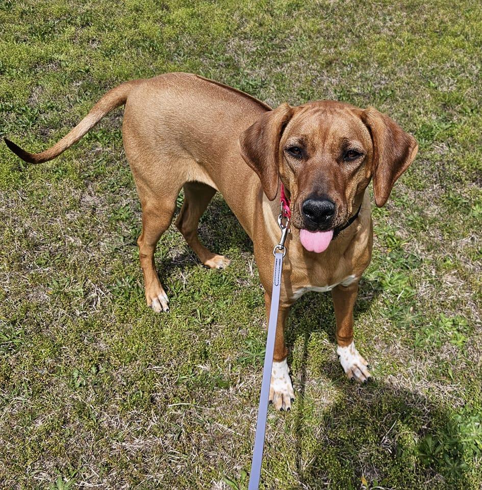 Venus Rhodesian Ridgebacks in Georgia | Rhodesian Ridgeback and ...