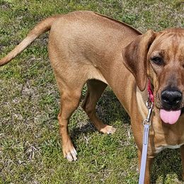 Rhodesian Ridgebacks and Xoloitzcuintli from Venus Rhodesian Ridgebacks