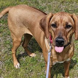 Rhodesian Ridgebacks and Xoloitzcuintli from Venus Rhodesian Ridgebacks