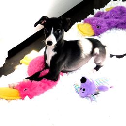 Yasmin Female 2 - Seal female Italian Greyhound puppy in Sparta, Tennessee from Summerwind Kennel