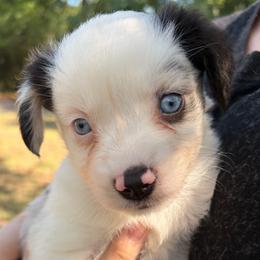 Peanut - Blue merle male Miniature Australian Shepherd puppy in Ringgold, Louisiana from Barrett's Buddies