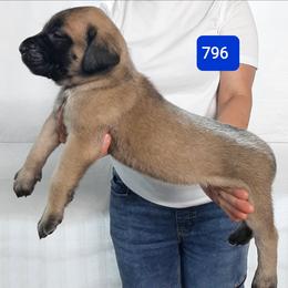 AKC PUP 796 - Fawn male Mastiff puppy in Ava, Missouri from Ozark Mountain Mastiffs