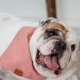 Hazel - English Bulldog